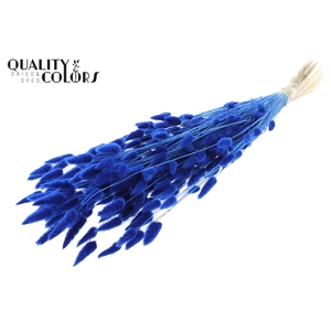 Lagurus Premium per bunch Bleached Blue