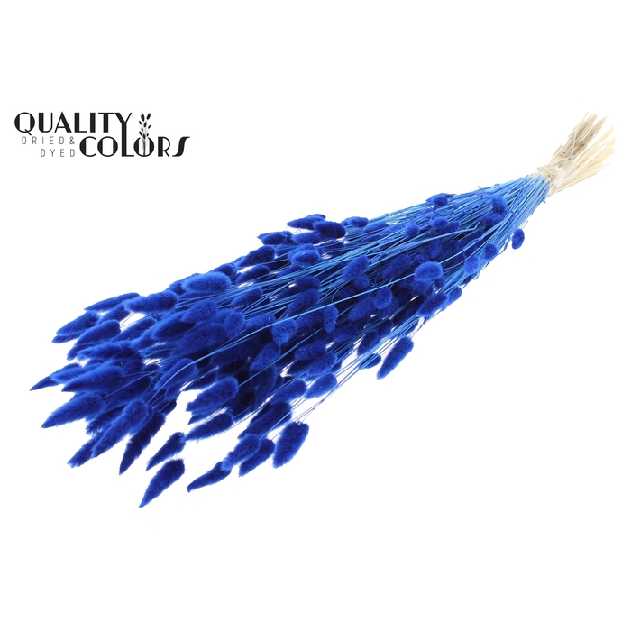 <h4>Lagurus Premium per bunch Bleached Blue</h4>