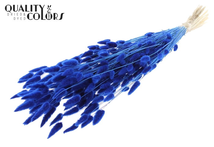Lagurus Premium per bunch Bleached Blue