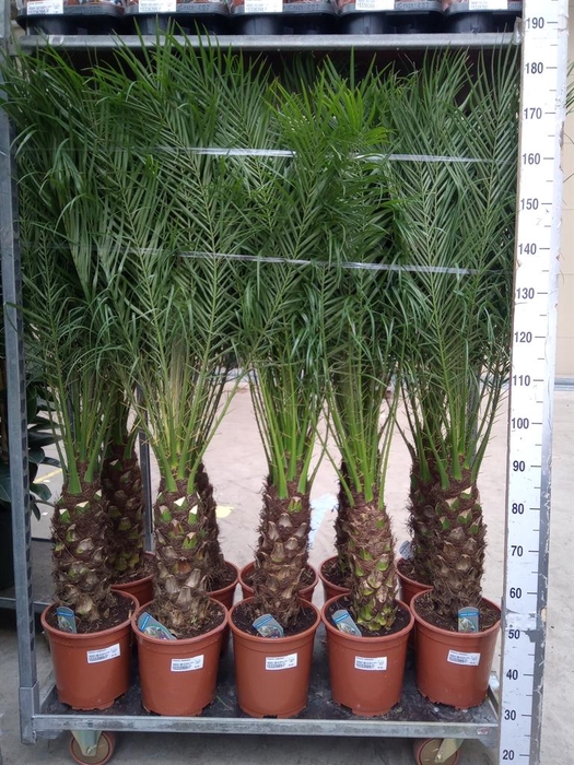 <h4>Phoenix roebelenii</h4>