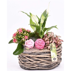 Wilg mand ovaal girjs 22x13cm