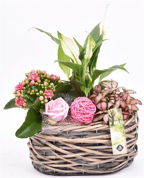 <h4>Wilg mand ovaal girjs 22x13cm</h4>