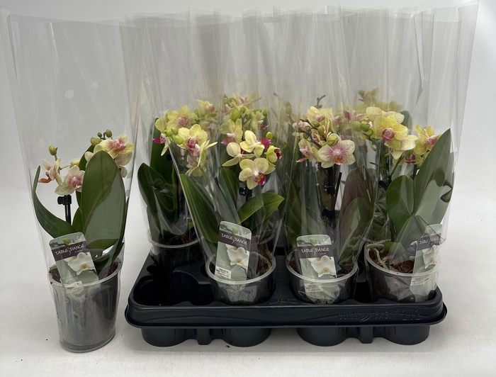 <h4>PHAL OV GEEL</h4>