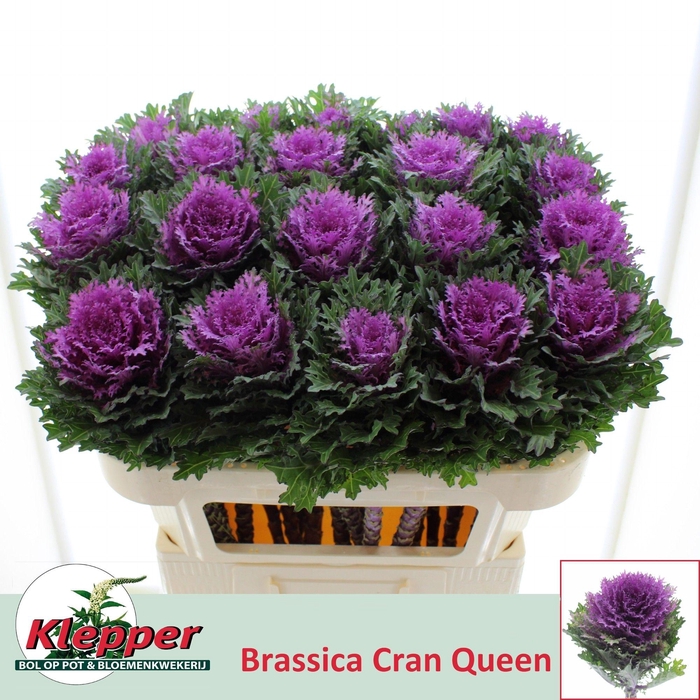 <h4>BRASS CRANE QUEEN</h4>