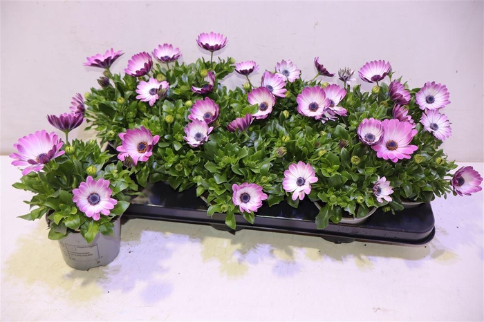 <h4>Osteo Pink Fantasy</h4>