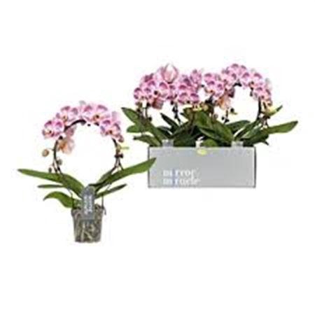 <h4>Phal Ov Roze</h4>