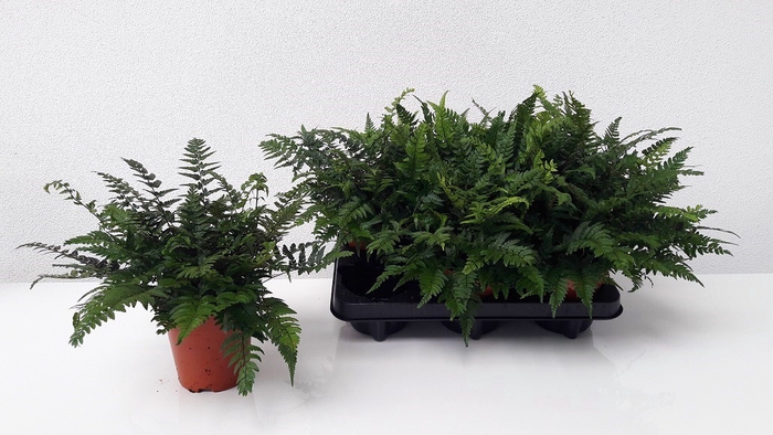 <h4>POLYSTICHUM TSUSSIME</h4>