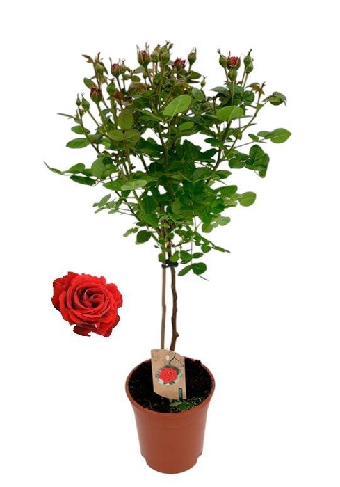 <h4>arr8 Rosa Stam Rood</h4>