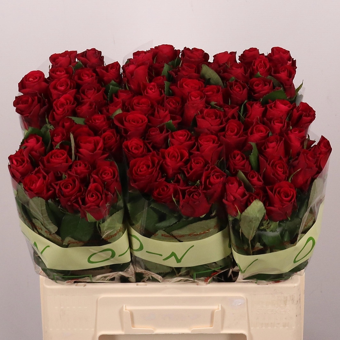 <h4>R GR RED TACAZZI+</h4>