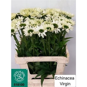Echi Virgin White