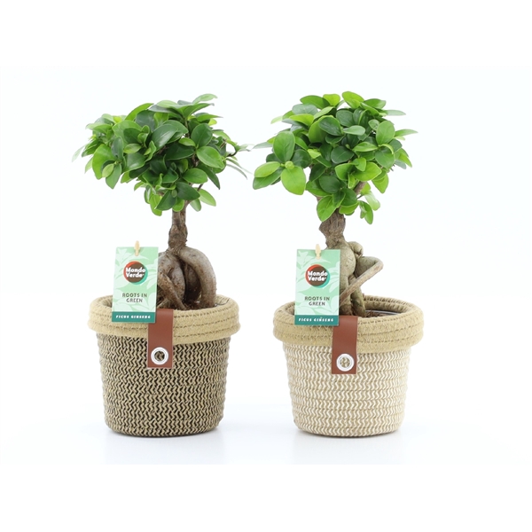 <h4>Ficus micr. Ginseng in Noah Deluxe</h4>