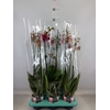 Phalaenopsis   ...