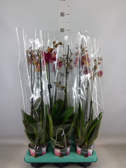 <h4>Phalaenopsis   ...</h4>