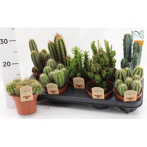 Cactus mix 12Ø 15cm