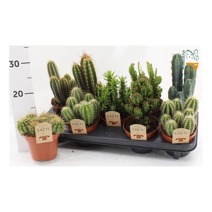 <h4>Cactus mix 12Ø 15cm</h4>