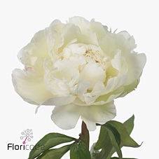 <h4>Paeonia ivory victory</h4>