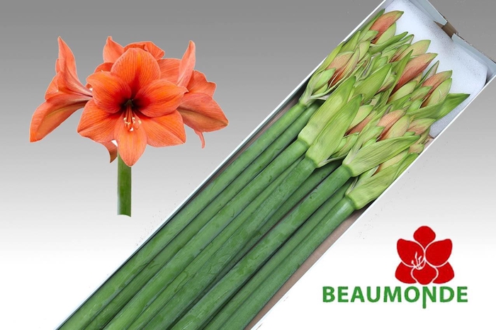 <h4>HIPP GA DESIRE</h4>