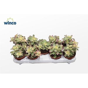 Aeonium Kiwi