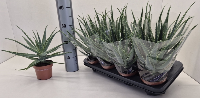 <h4>ALOE ARBORESCENS</h4>