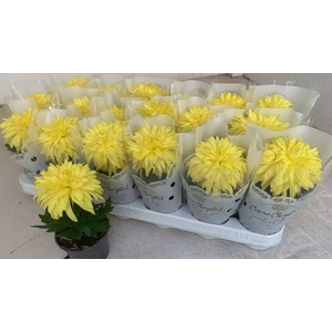 CHRYS COSMO YELLOW