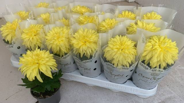 <h4>CHRYS COSMO YELLOW</h4>