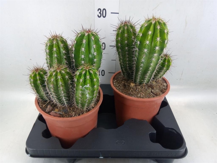 <h4>Cereus   ...</h4>