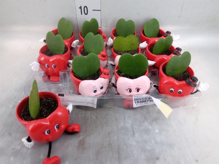 <h4>Hoya kerrii</h4>