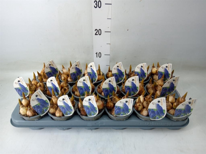 <h4>Muscari  'Lindsay'</h4>