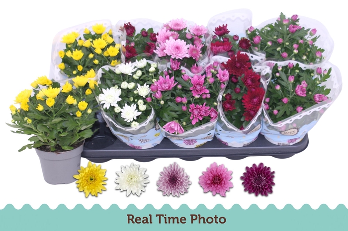 <h4>CHRYS GEVULDBL GEM</h4>