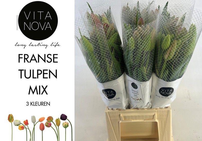 <h4>TU EN GM 3 KLEUREN</h4>