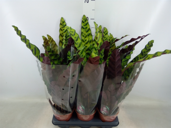 <h4>Calathea lancifolia</h4>