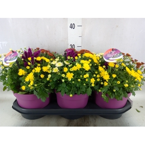 Chrysanthemum   ..mix/pot