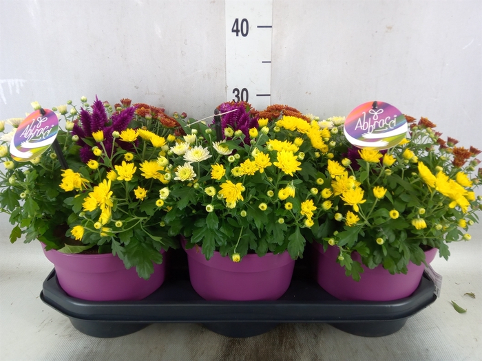 <h4>Chrysanthemum   ..mix/pot</h4>