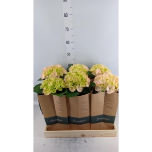 Hydrangea mac.   ...