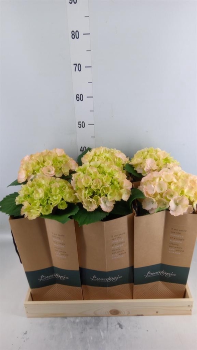 <h4>Hydrangea mac.   ...</h4>