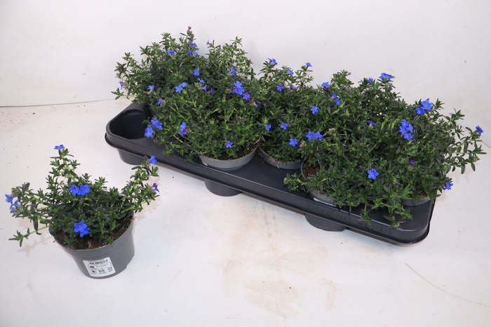 <h4>GLANDO DIFFUSA</h4>