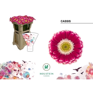 Germini Cassis Water