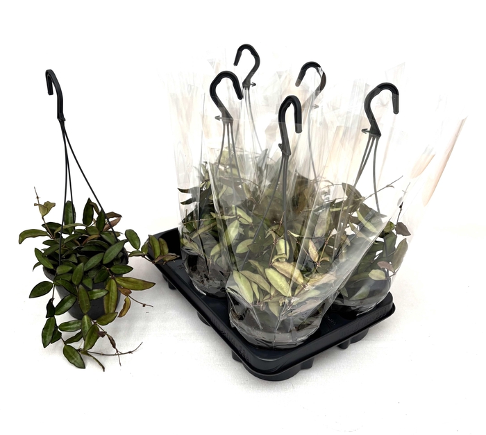 <h4>HOYA ROSITA</h4>