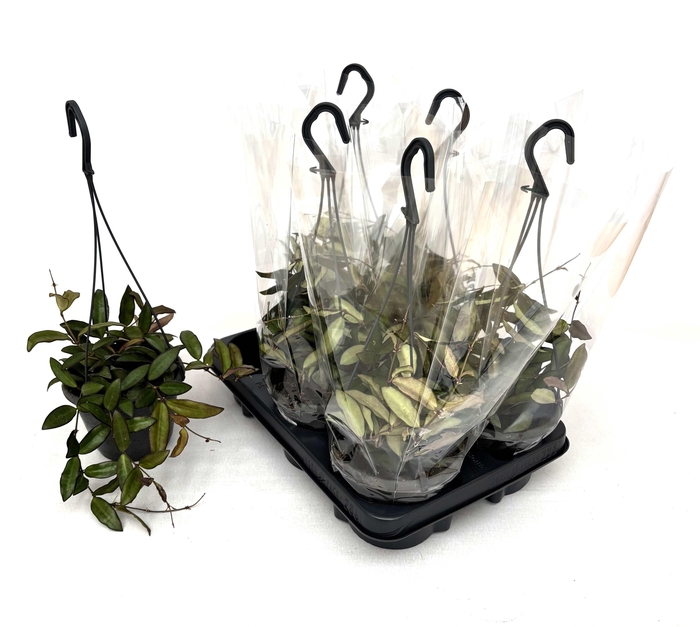 <h4>HOYA ROSITA</h4>