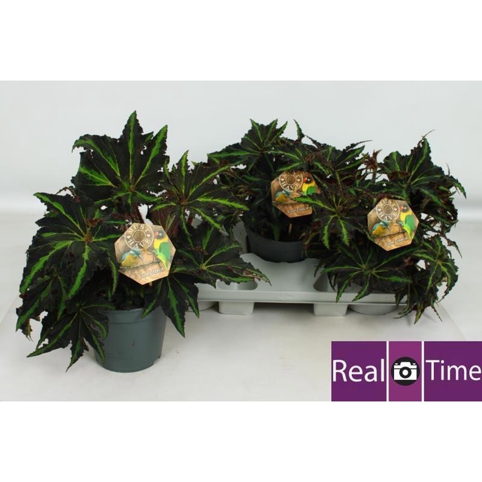 <h4>BEG M C LION DANCE</h4>