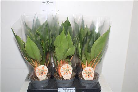 <h4>Chlor Or Green Orang</h4>