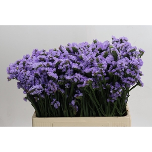 Limonium Donau Birds