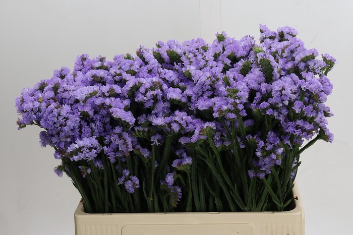 <h4>Limonium Donau Birds</h4>