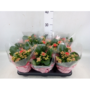 Kalanchoe blos. 'RosDon Amador'