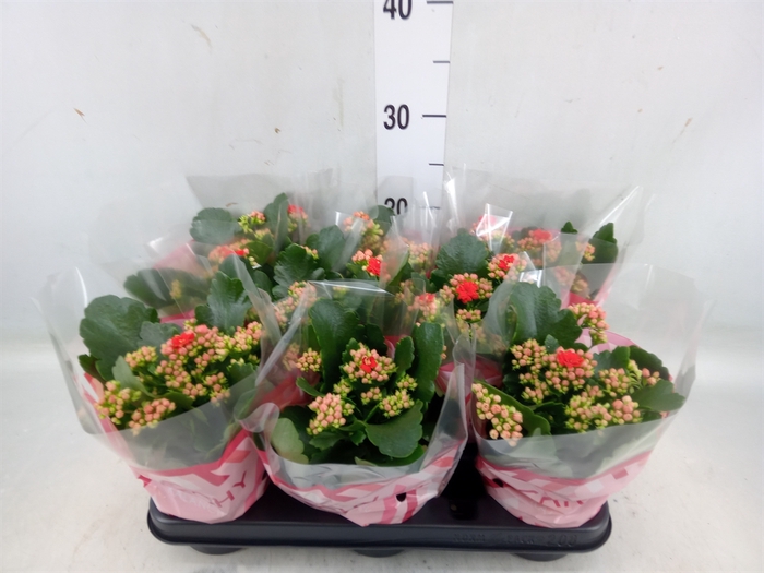 <h4>Kalanchoe blos. 'RosDon Amador'</h4>