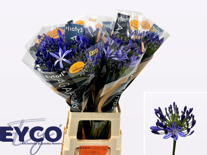 <h4>Agapanthus Eyfori Blue 70cm</h4>