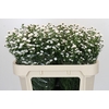 Aster White Gypsy