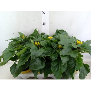 Helianthus an. 'Sunsation'