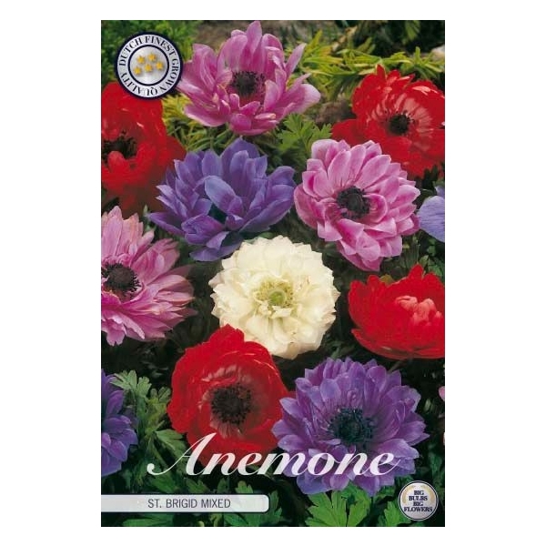<h4>Anemone Coronaria St. Brigid Mixed x20 5/6</h4>
