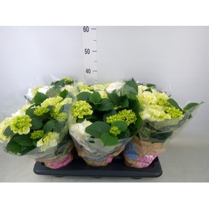 Hydrangea mac. 'Schneeball'